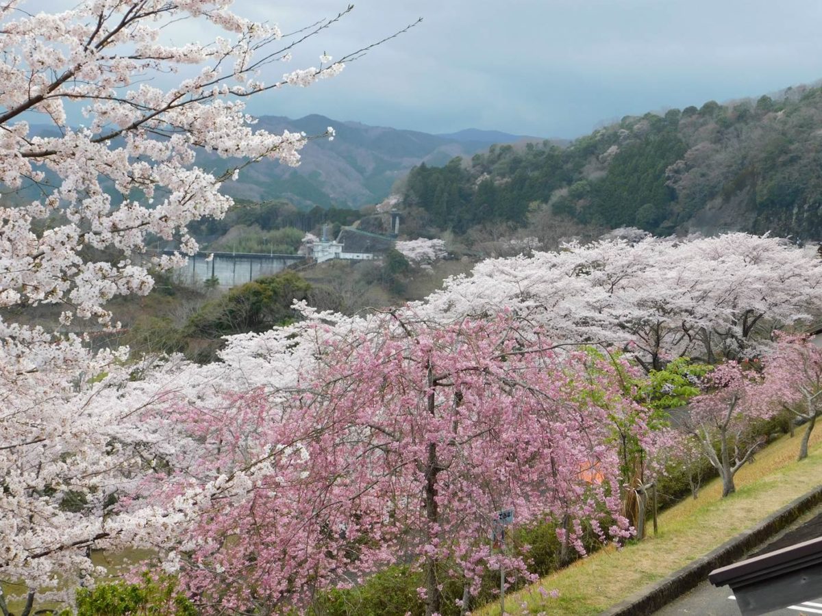 2026年最新】三重のお花見特集｜桜の見ごろ＆ライトアップ情報まとめ